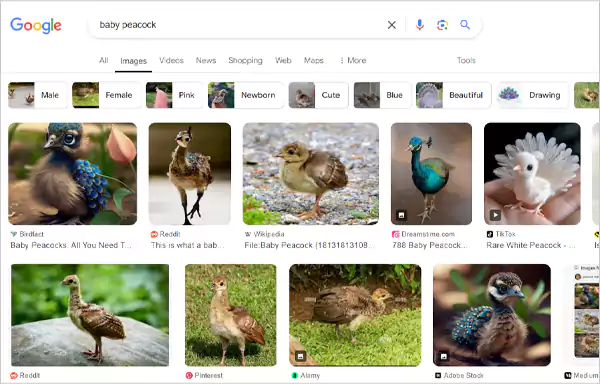 Baby peacock Google image search results